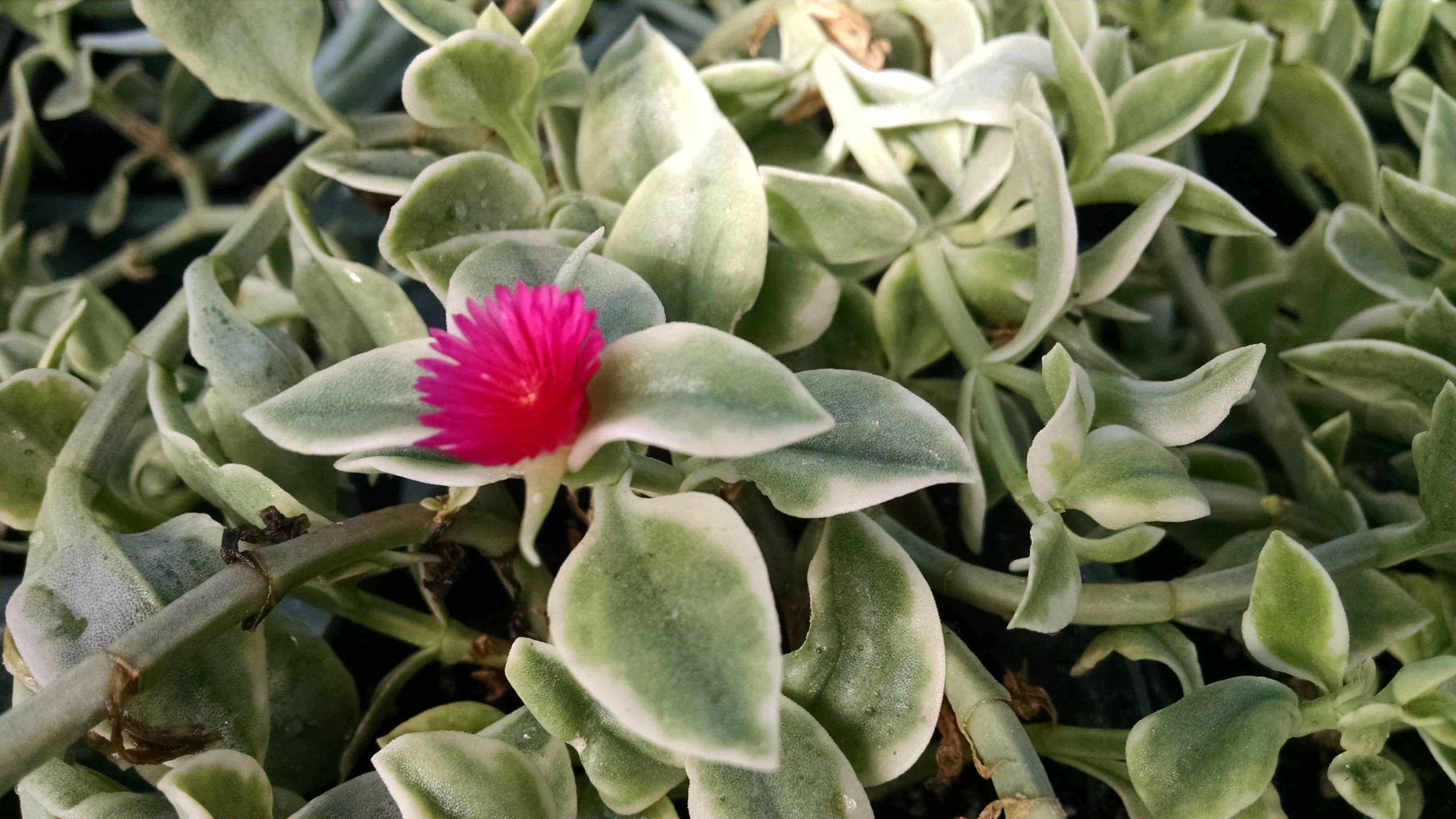 Mezoo Doroeanthus | Houseplants by Studley's