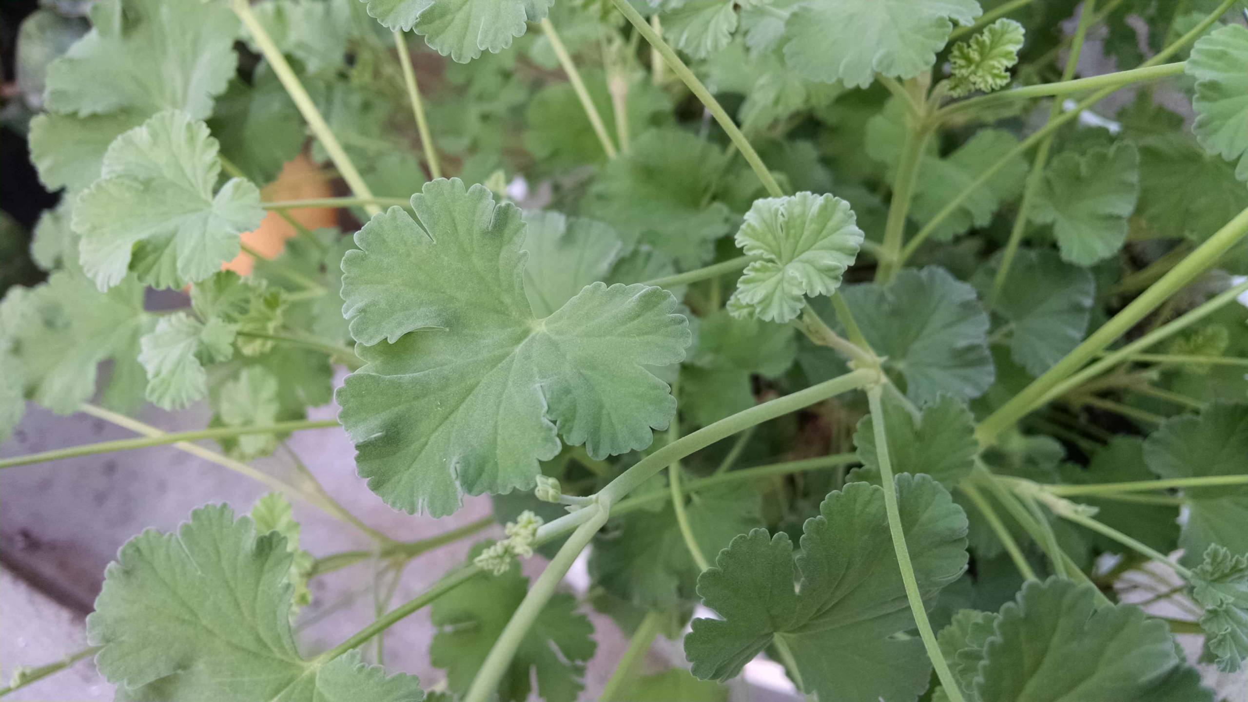 Nutmeg Scented Geranium Houseplants by Studley's
