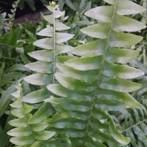 boston fern plant