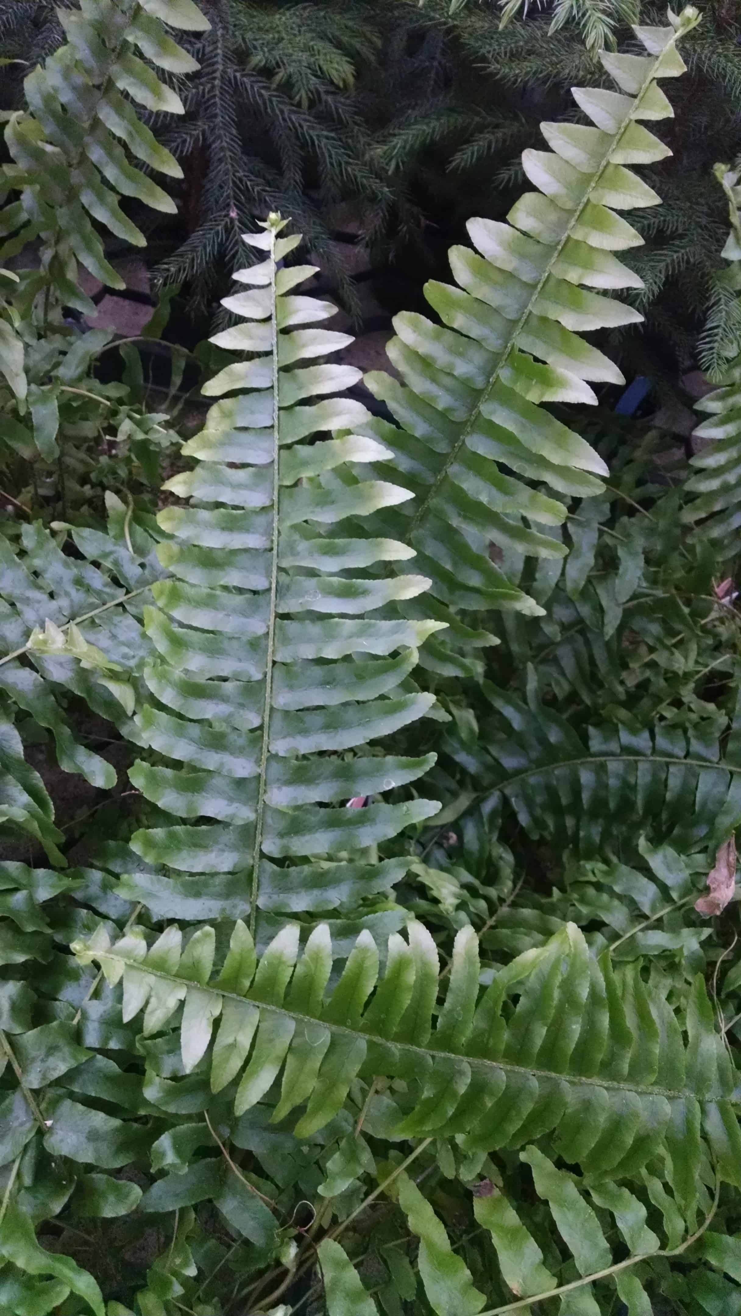 Boston Fern - Houseplants from Studley's