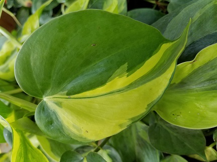 Brasil Philodendron - Houseplants from Studley's