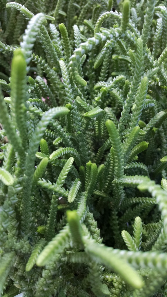 Rat Tail Crassula Houseplants from Studley�s