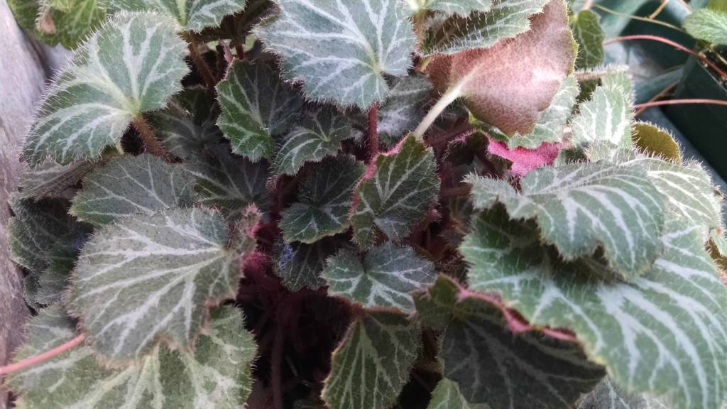 Strawberry Begonia Houseplants from Studley's