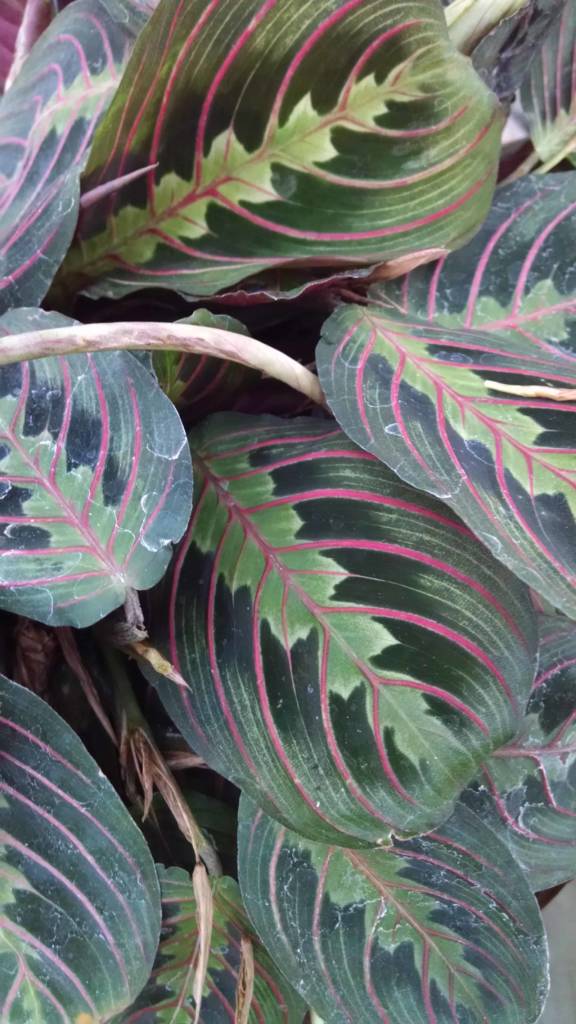 Red Prayer Plant Houseplants from Studley�s