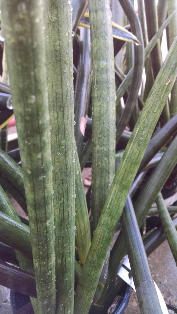 Cylindrical Snake Plant Houseplants from Studley�s
