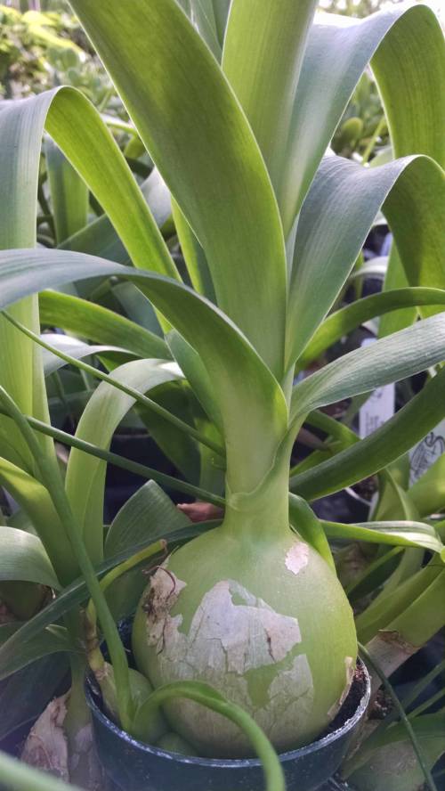 Pregnant Onion, False Sea Onion Houseplants from Studley�s