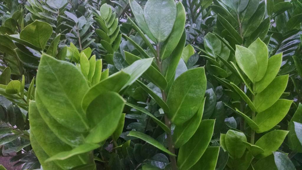 ZZ Plant, Eternity Plant Houseplants from Studley�s