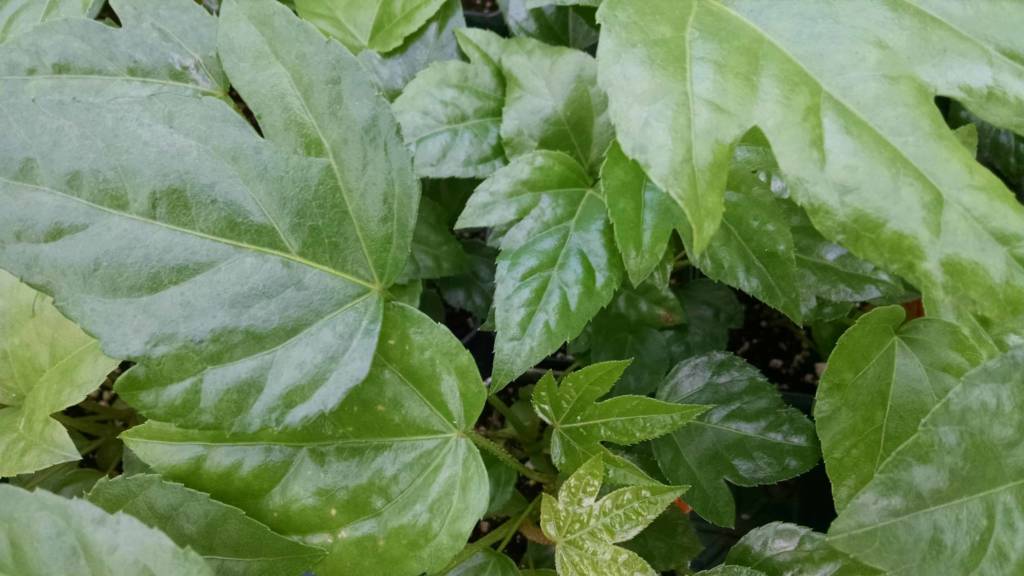 Japanese Aralia plant