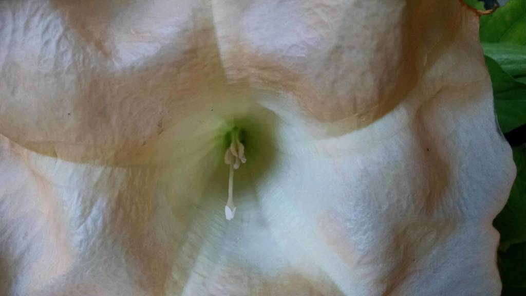 Suaveolens Peach Brugmansia