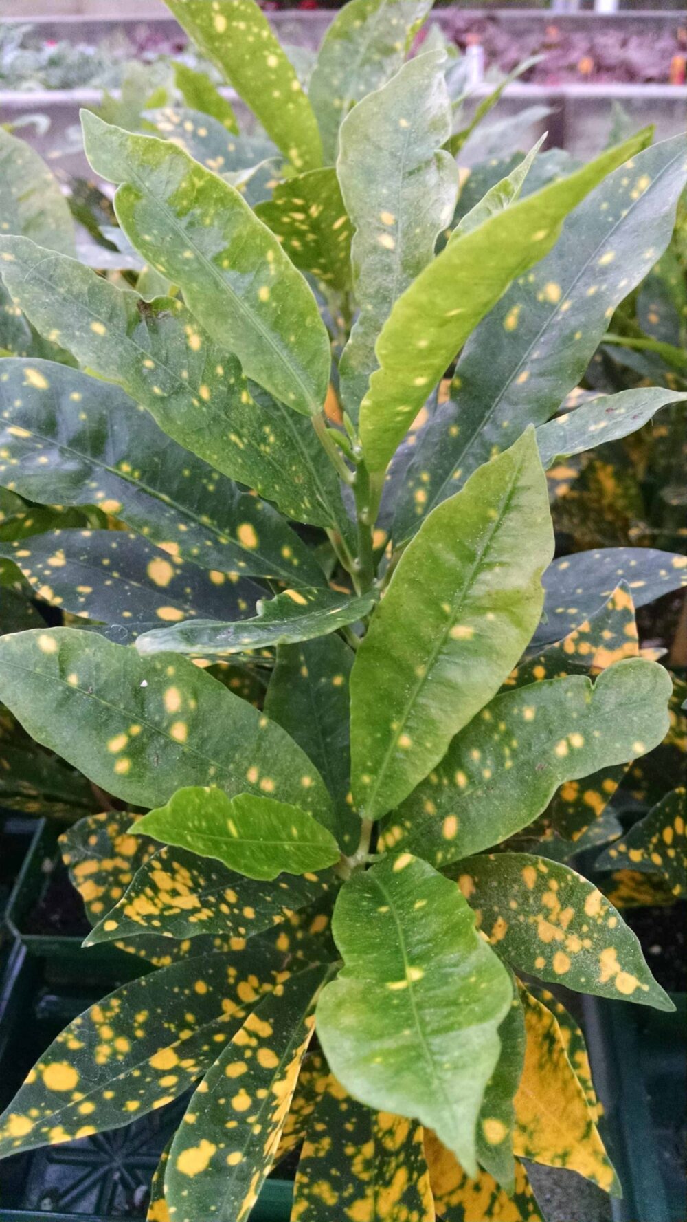 gold dust croton