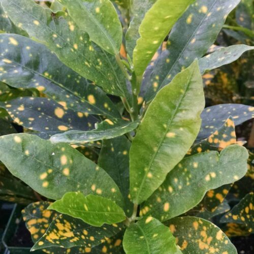 gold dust croton