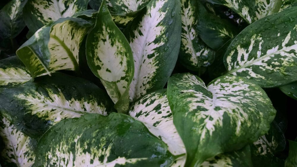 compacta dieffenbachia