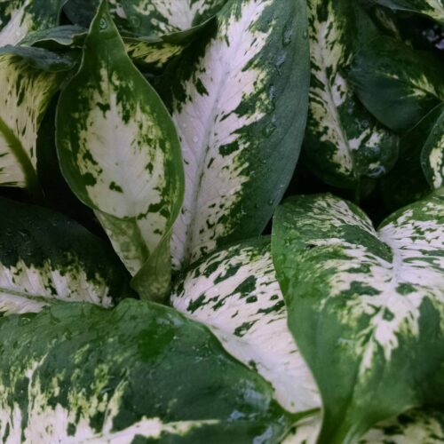 compacta dieffenbachia