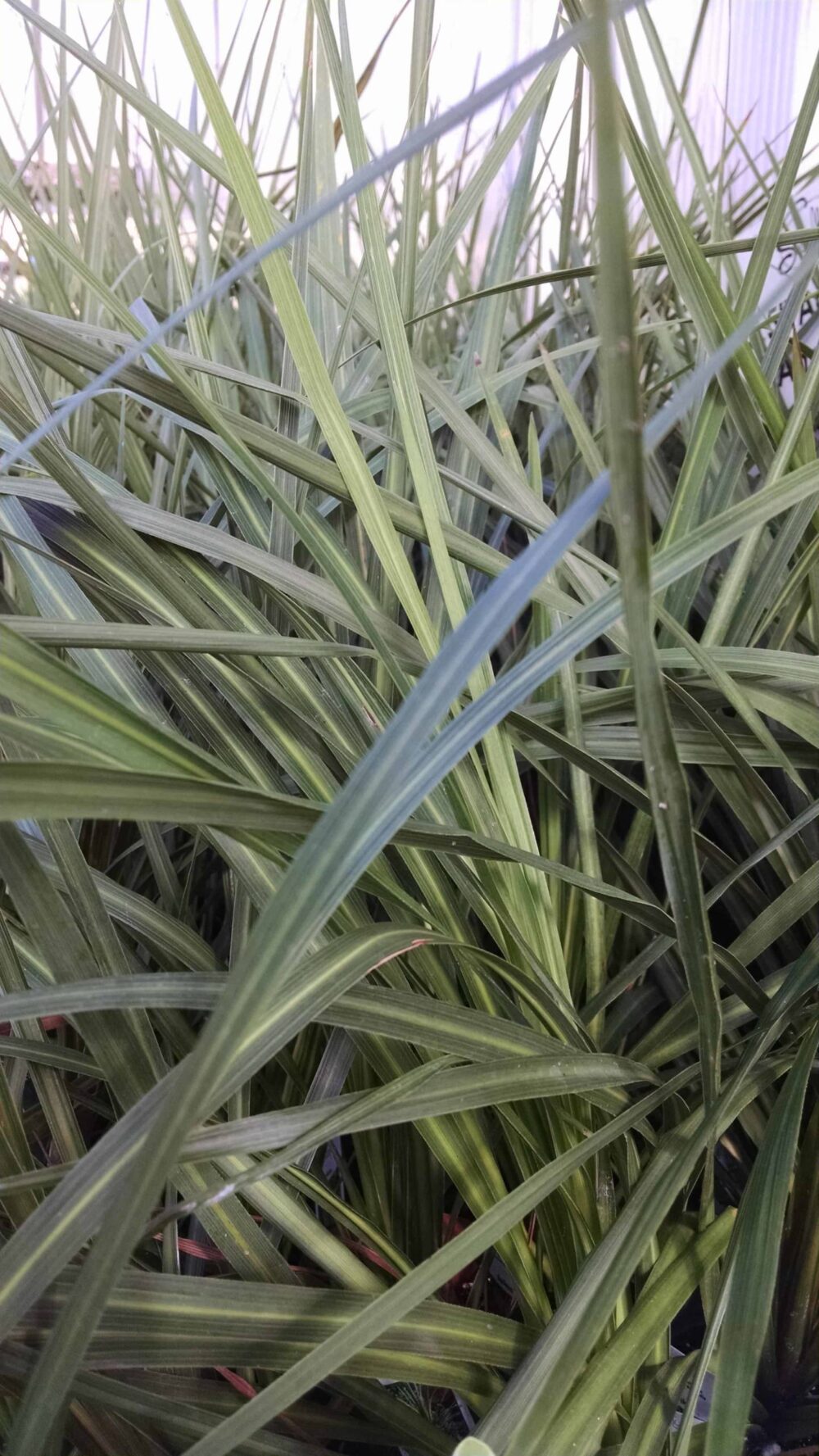 spikes dracaena