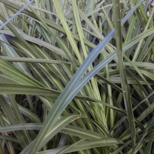 spikes dracaena