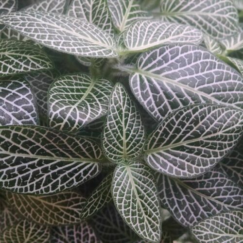 nerve plant mini fittonia