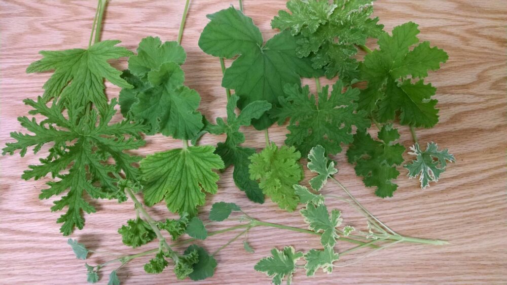 scented geranium collection