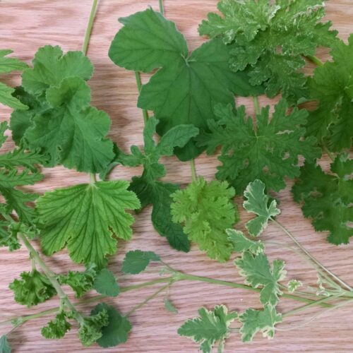 scented geranium collection