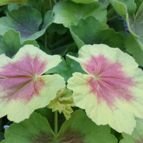 indian dunes geranium