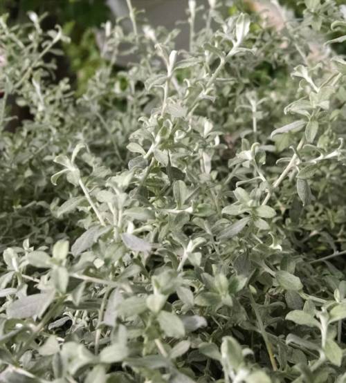 silverstar licorice plant