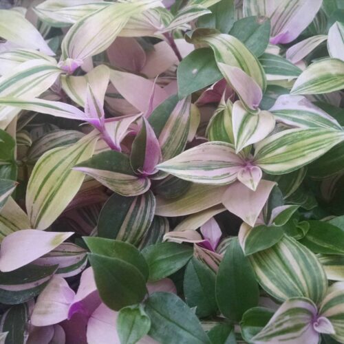 rainbow wandering jew