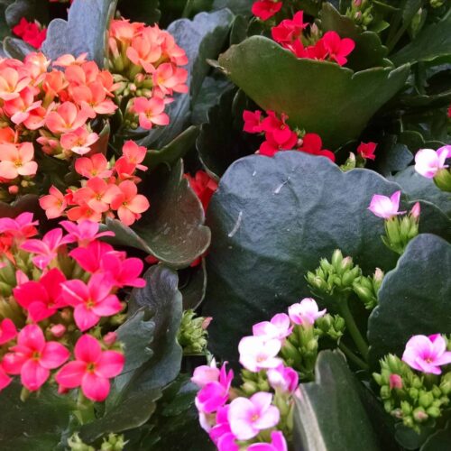 florist kalanchoe