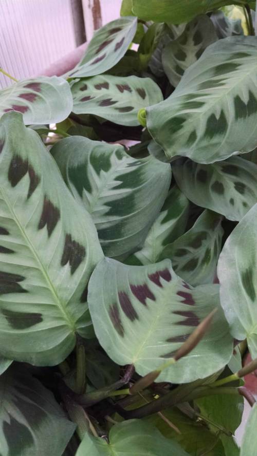 Green Prayer Plant Houseplants by Studley�s