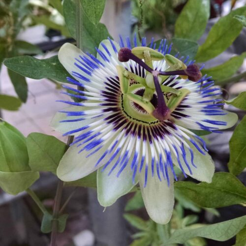 blue bahama passion flower plant