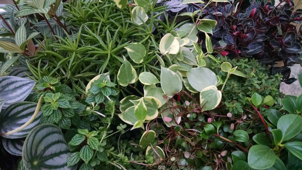 6 Plant Peperomia Collection