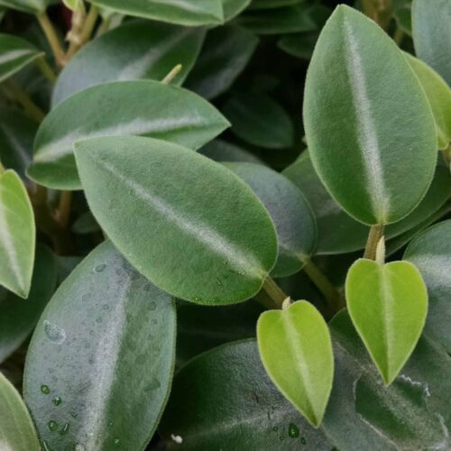 Cupid Peperomia