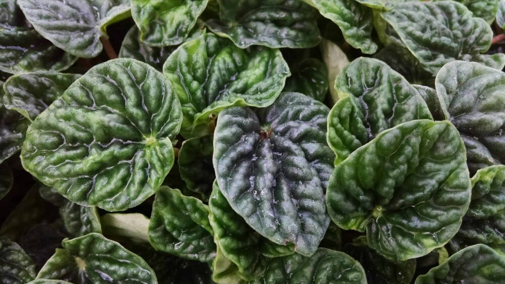 emerald ripple peperomia