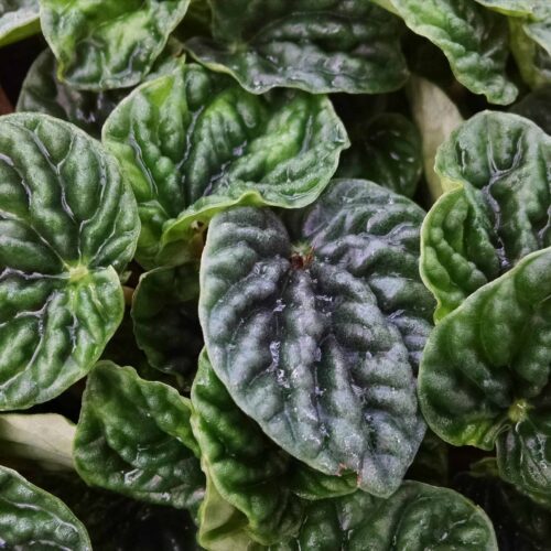 emerald ripple peperomia