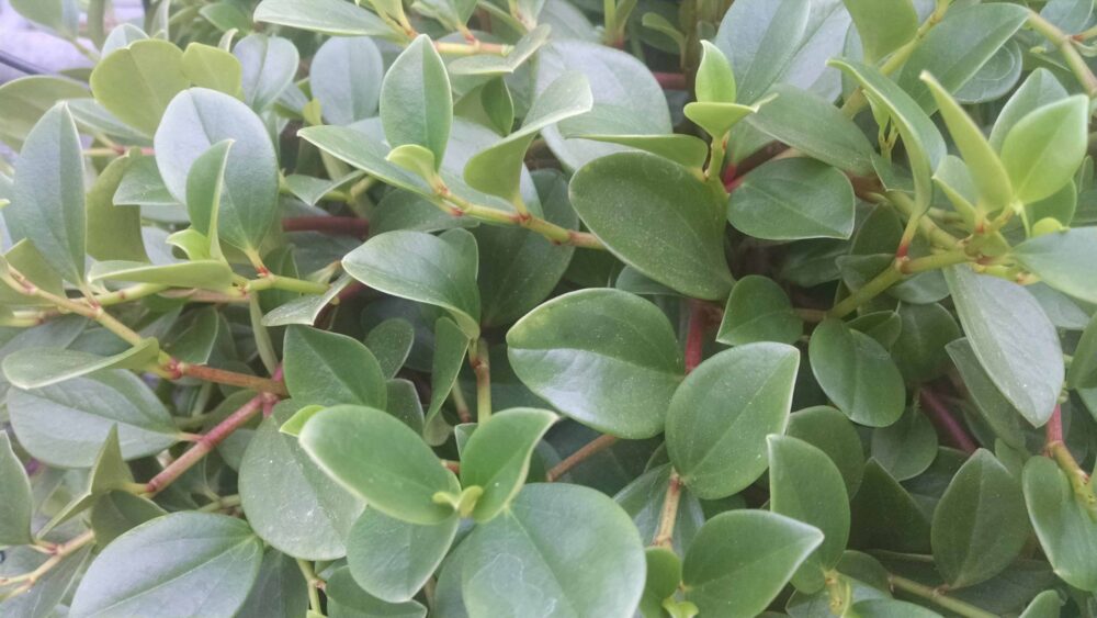 green trailing peperomia