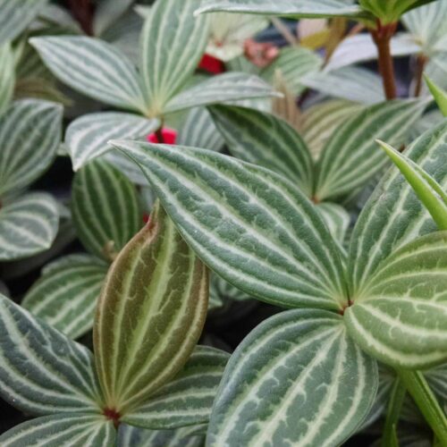 parallel peperomia