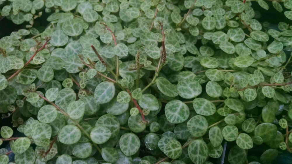 prostrate peperomia