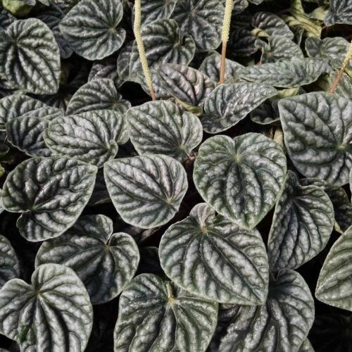 silver ripple peperomia