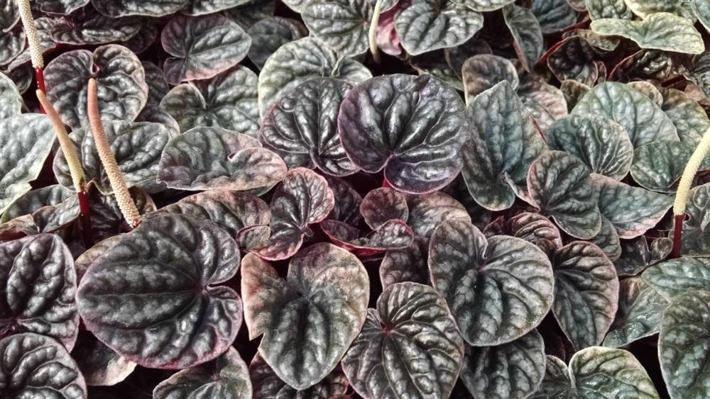 tricolor variegated peperomia