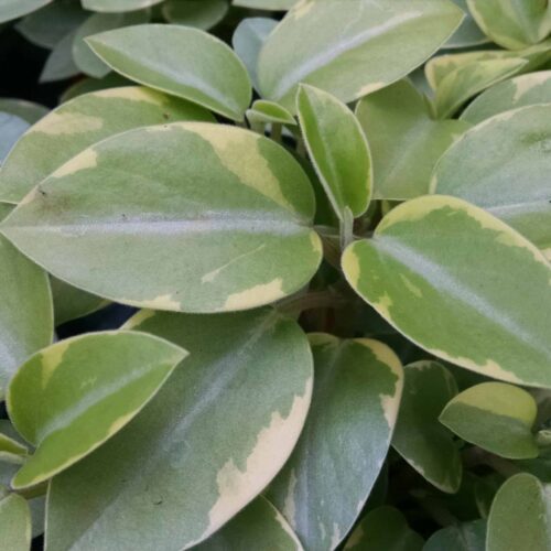 variegated teardrop peperomia