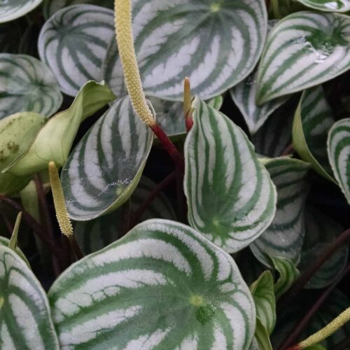 Watermelon Peperomia