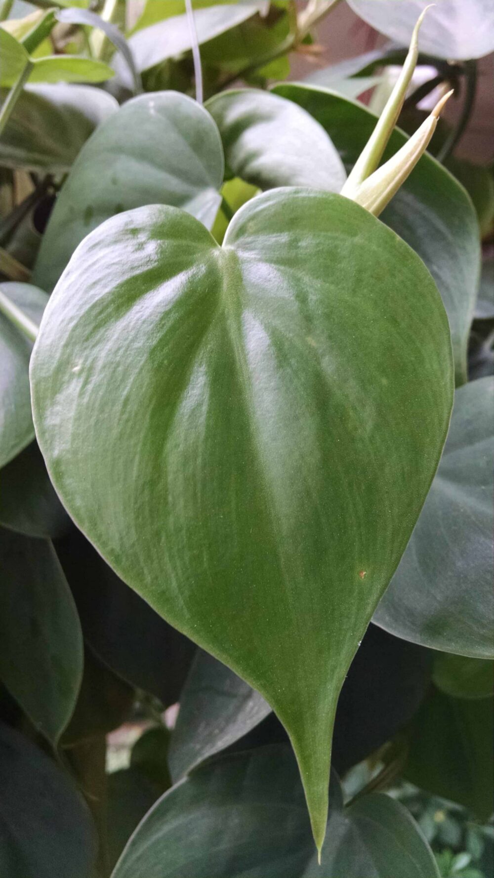 heartleaf philodendron