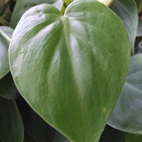 heartleaf philodendron