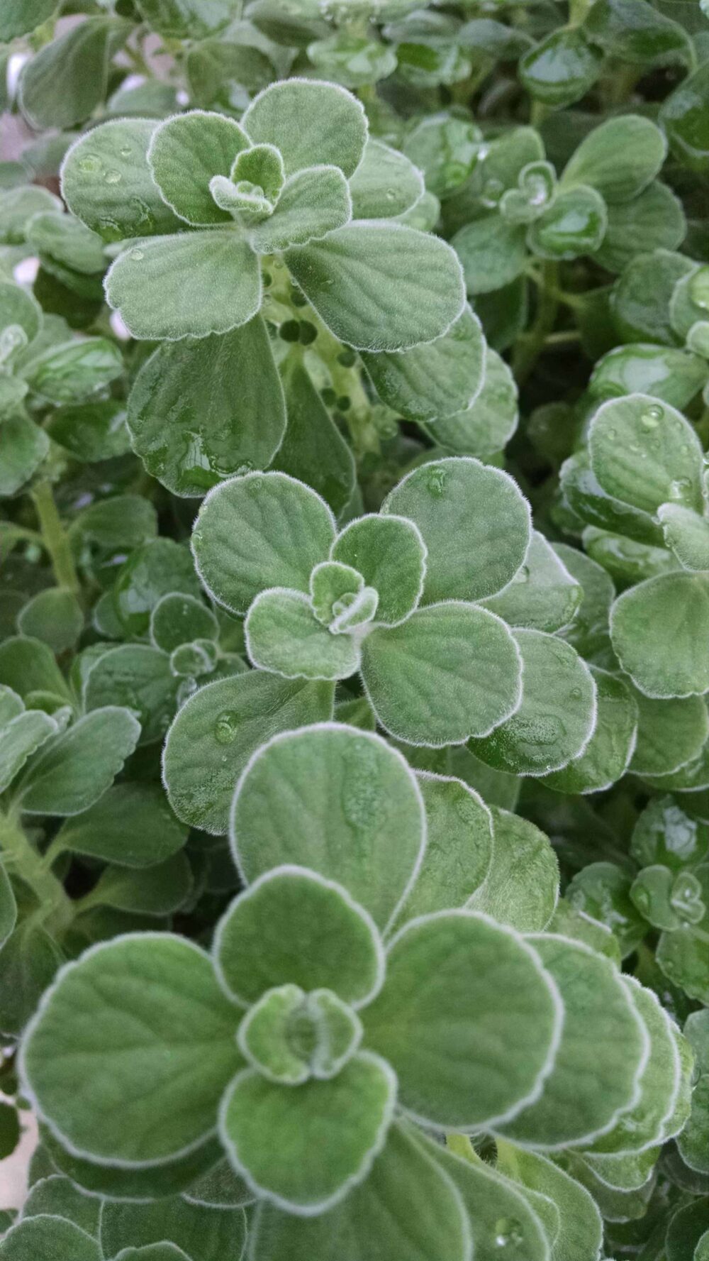 cuban oregano