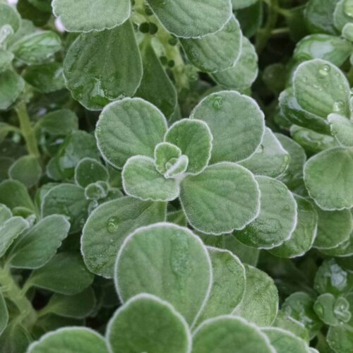 cuban oregano