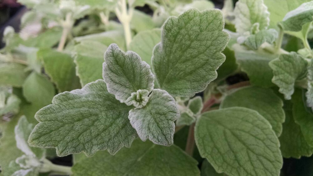 silver plectranthus