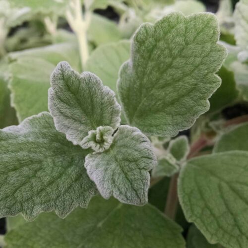 silver plectranthus