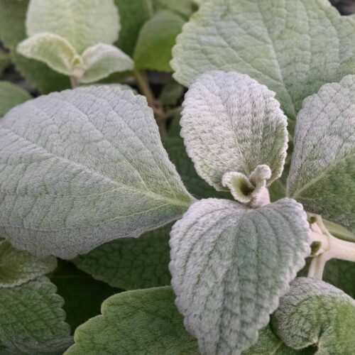 silver shield plectranthus