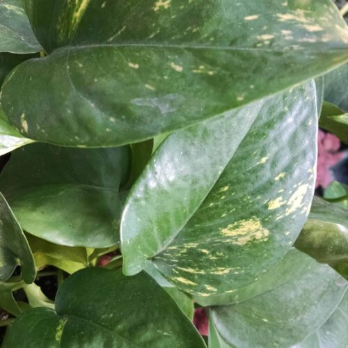 golden pothos