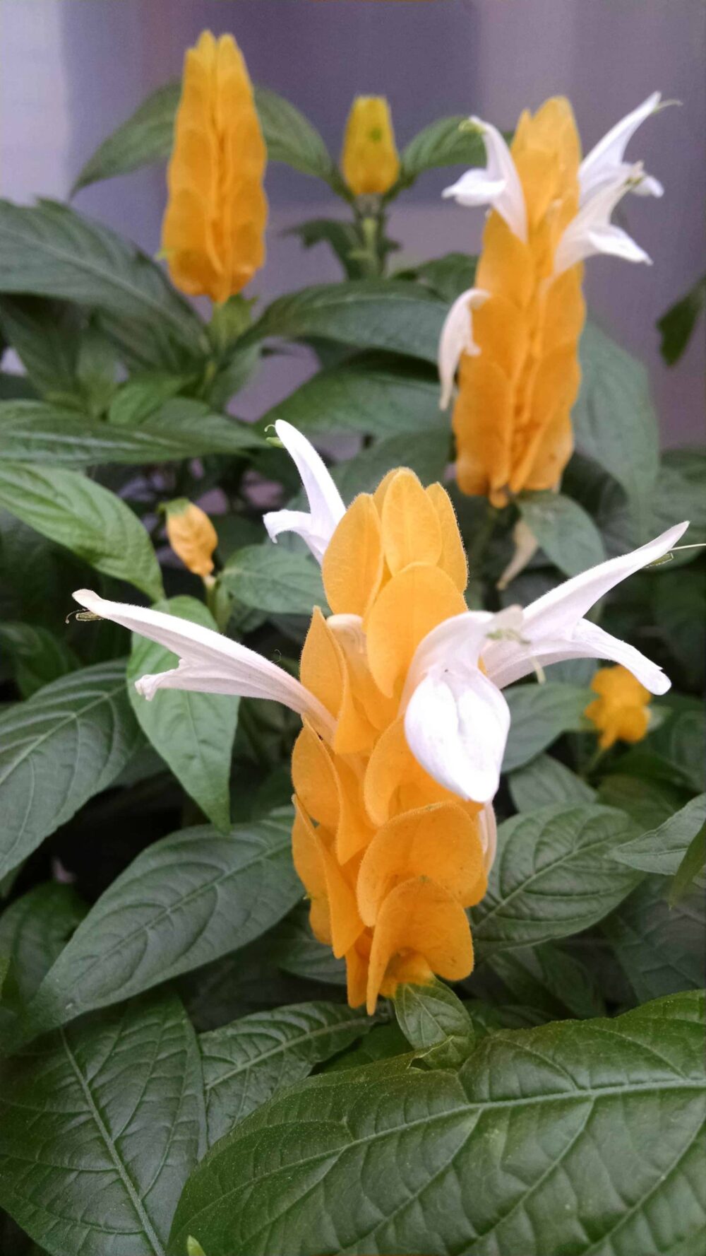 golden shrimp plant