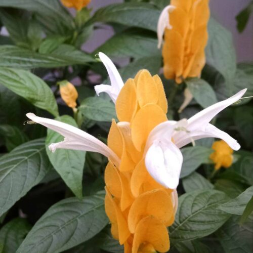 golden shrimp plant