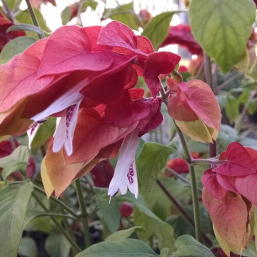 shrimp plant